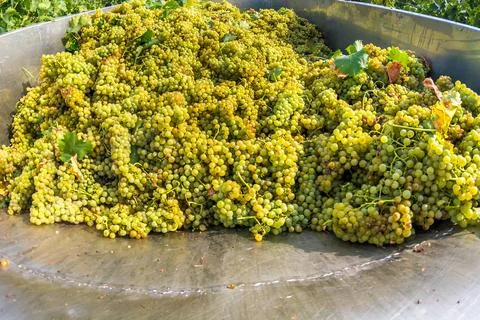 Grape harvest Stock Photos