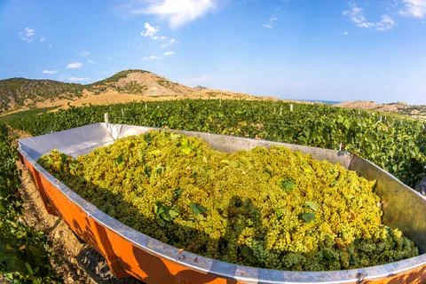 Grape harvest Stock Photos