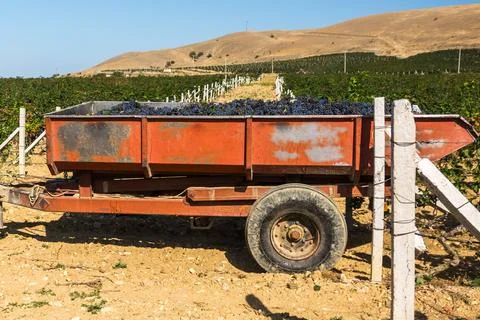 Grape harvest Stock Photos