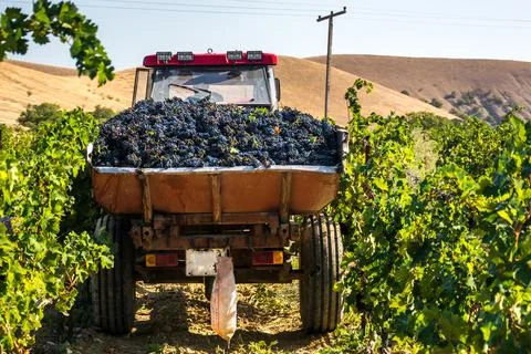 Grape harvest Stock Photos