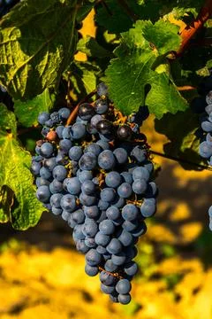 Grape harvest Stock Photos