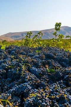 Grape harvest Stock Photos