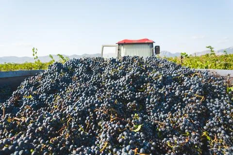 Grape harvest Stock Photos