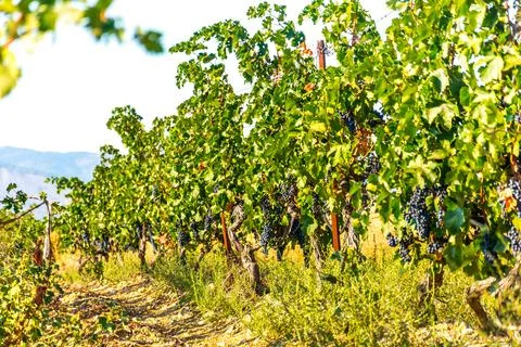 Grape harvest Foto stock