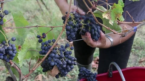 Grape harvest,  Piedmont, Italy Stock Footage