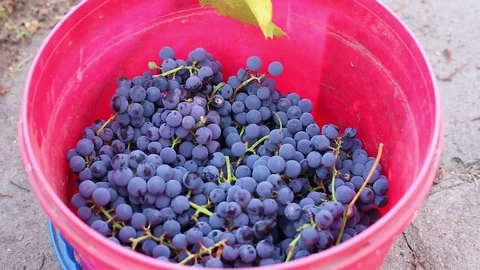 Grape harvest, ripe blue grapes are thrown into a bucket Stock Footage 71069358