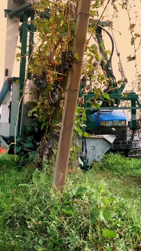 Grape harvest. Rows of vine in vineyards. Grape harvesting machine. Machine Stock Footage 314237241