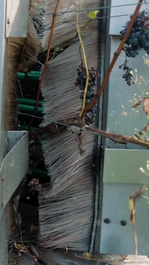 Grape harvest. Rows of vine in vineyards. Grape harvesting machine. close-up. Stock Footage 316782425