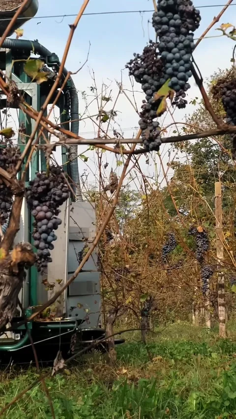 Grape harvest. Rows of vine in vineyards. Grape harvesting machine. Machine Stock-Footage 316988524