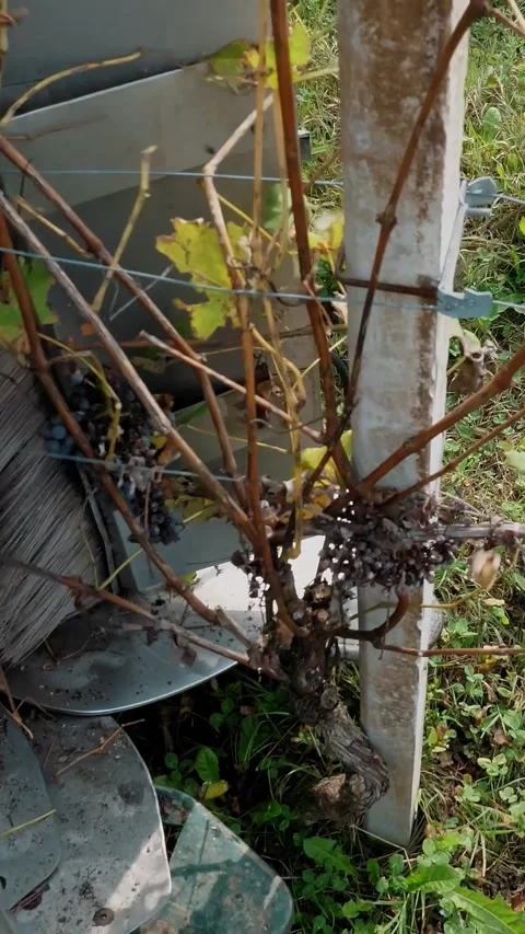 Grape harvest. Rows of vine in vineyards. Grape harvesting machine. close-up. Stock Footage 319943529