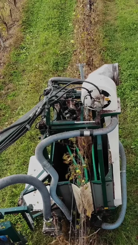 Grape harvest. Rows of vine in vineyards. Grape harvesting machine. Top view. Stock Footage 320347064