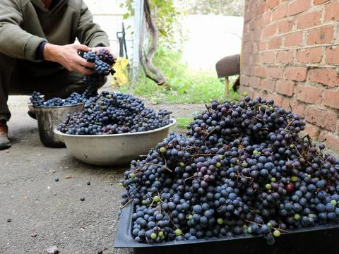Grape harvest in the sorting process by the farmer Stock Photos