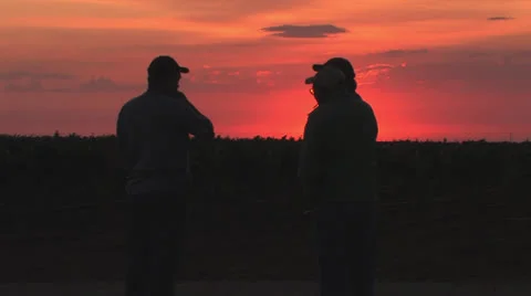 Grape harvest, Texas 5 Video stock 23022045