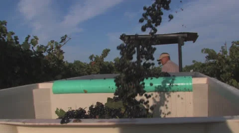 Grape harvest, Texas 8 Stock Footage 23022871