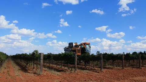Grape harvest in Texas as clouds pass over the vinyard time-lapse. Stock Footage 90422980