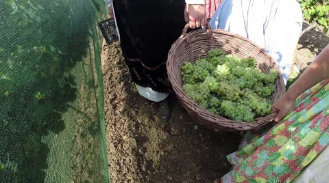 Grape Harvest Time Stock Footage 68416155