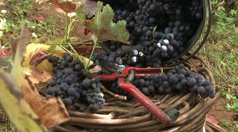 Grape harvest tools. Vintage, harvest. Stock Footage 63365553