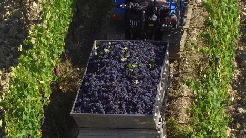 Grape harvest in Tuscany2 Stock Footage 121974314