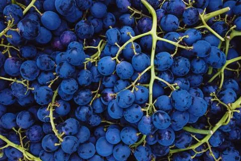 Grape harvest in a vineyard close-up Stock Photos