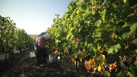 Grape harvest on the vineyard Stock Footage 104909513