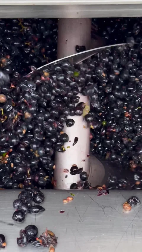 Grape Harvest Vineyard Stock Footage 345330967