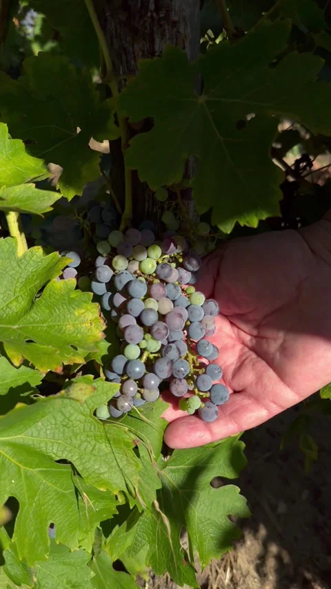 Grape Harvest Vineyard Stock Footage 345330972