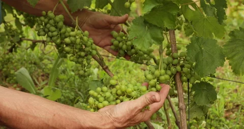 Grape harvest at wineyard check Stock Footage 155737257