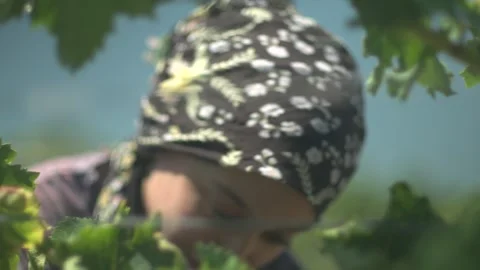 Grape harvest workers Stock Footage 336009723