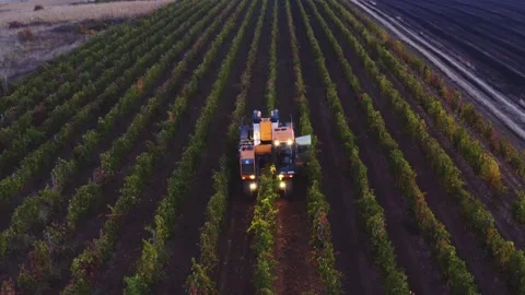 Grape harvester combine machine night time morning dawn dark low light Stock-Footage 163735103