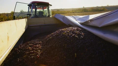 Grape harvester combine machine night time morning dawn dark low light Stock-Footage 163735307