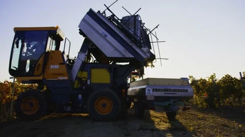Grape harvester combine machine night time morning dawn dark low light Stockbeeldmateriaal 163736230