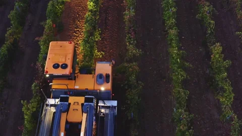 Grape harvester combine machine night time morning dawn dark low light Stockbeeldmateriaal 163736282