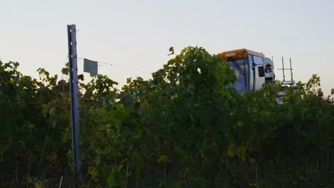 Grape harvester combine machine night time morning dawn dark low light Stockbeeldmateriaal 163736297
