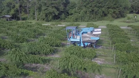 Grape harvester drone video Stock Footage