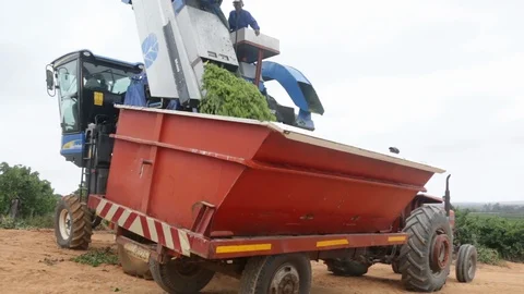 Grape harvester dumping grapes 2 Video stock 119300272