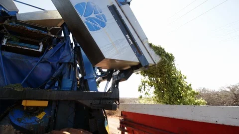 Grape harvester dumping grapes Video stock 119300200
