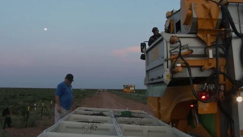 Grape harvester dumps load of grapes into bins, 4K. Stock Footage 79819782