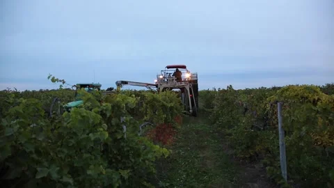 Grape Harvester Harvesting Grapes Stock Footage 233652753