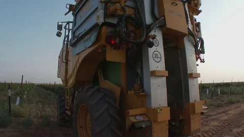 Grape harvester moves from camera into rows of grapes, 4K. Stock Footage 79831788