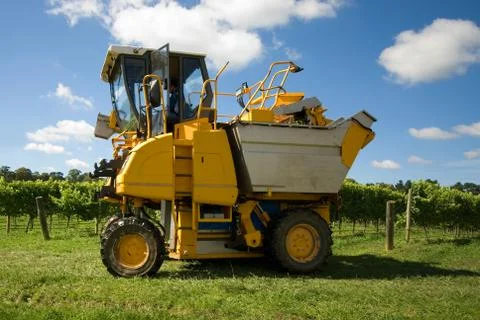 Grape harvester Stock Photos