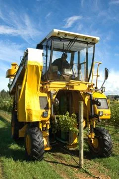 Grape Harvester Stock Photos