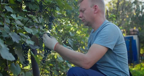 Grape harvester picking grapes from vine rows in vineyard Stock Footage 328142863