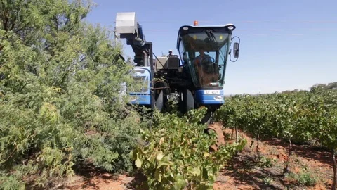 Grape Harvesting 2 Video stock 119300066