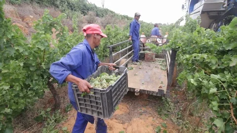 Grape harvesting and collection Stock Footage