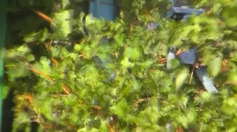 Grape harvesting Stock Footage 8986445
