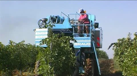 Grape harvesting Stock Footage 8986470