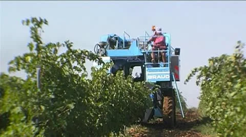 Grape harvesting Stock Footage 8986483