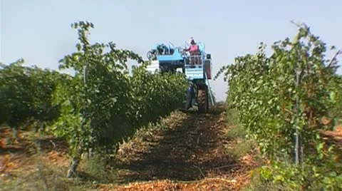 Grape harvesting Stock Footage 8986502
