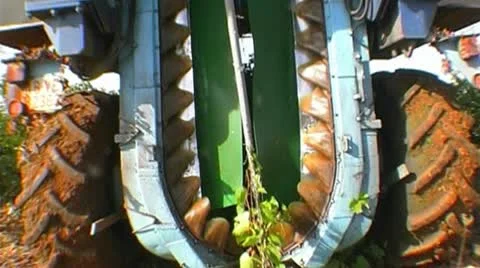 Grape harvesting Stock Footage 8986509