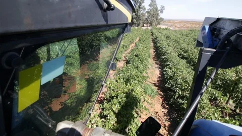 Grape Harvesting Video stock 119300062